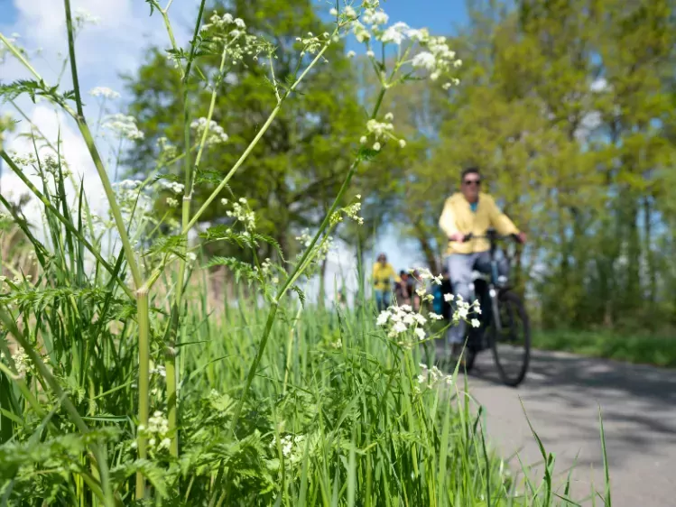 Fietsers in Utrecht