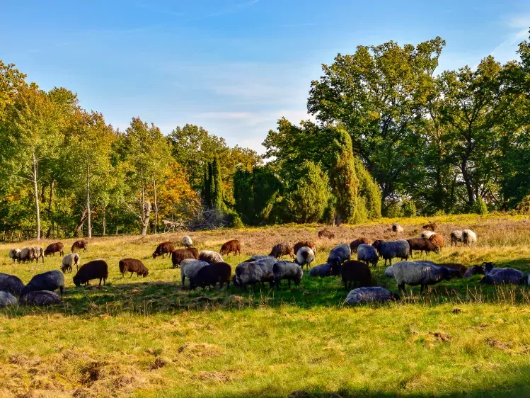 Schapen in Lüneburger heide 