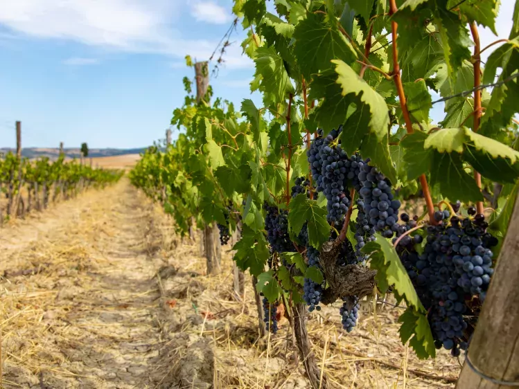 Wijngaarden in Montalcino