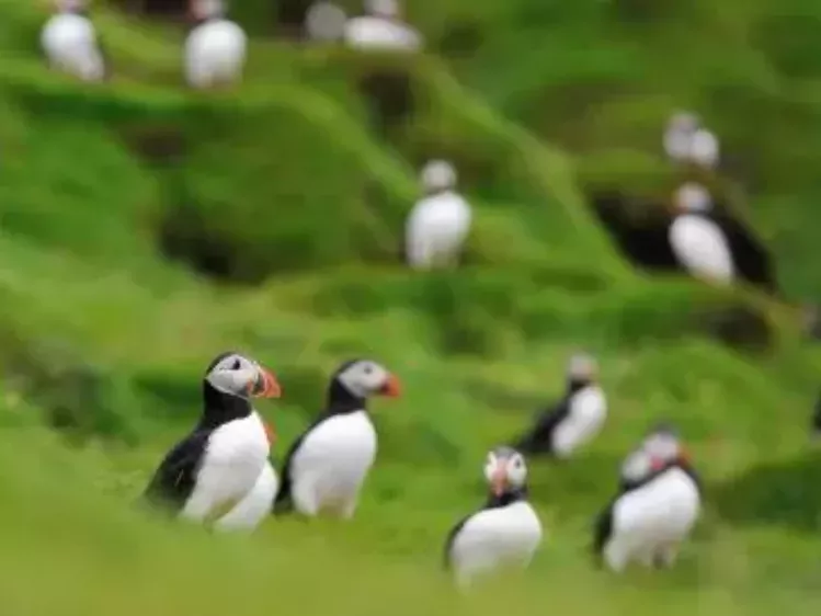 GB-Papegaaiduikers-Wandel