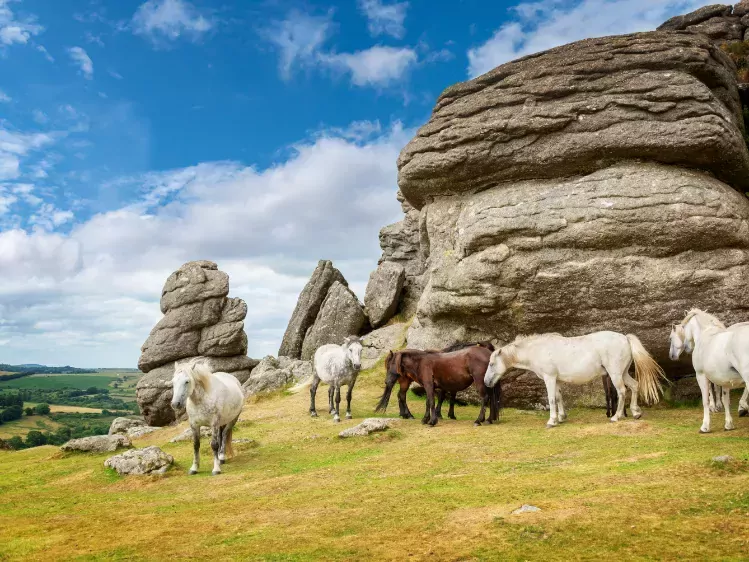 Paarden in Dartmoor National Park