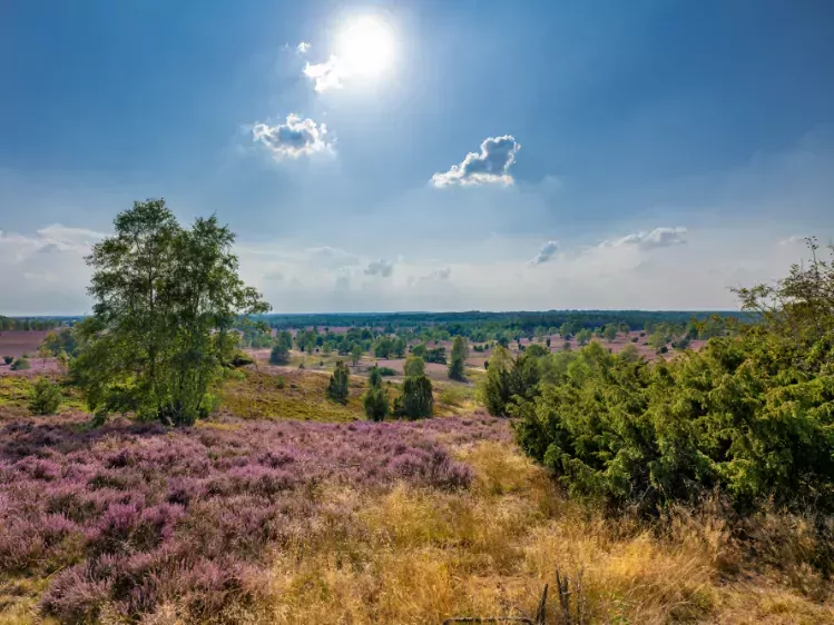 Lüneburger heide in Duitsland