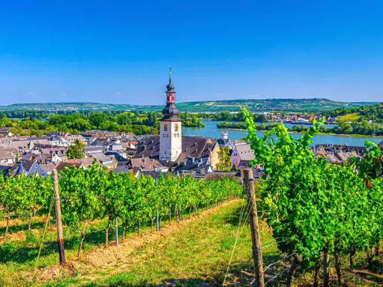 Wijngaarden bij Rudesheim am Rhein in  Duitsland