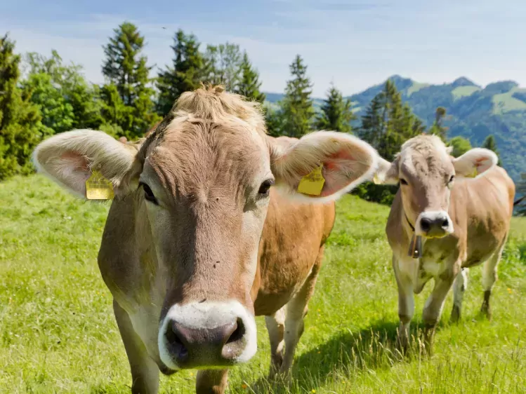 Berglandschap met koeien in Tirol