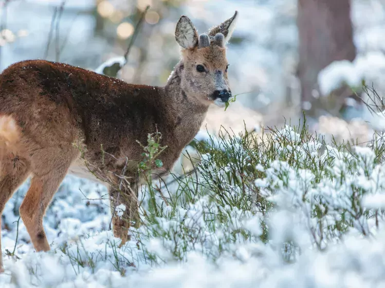 Hert in de winter in Nationaal Park de Hoge Veluwe