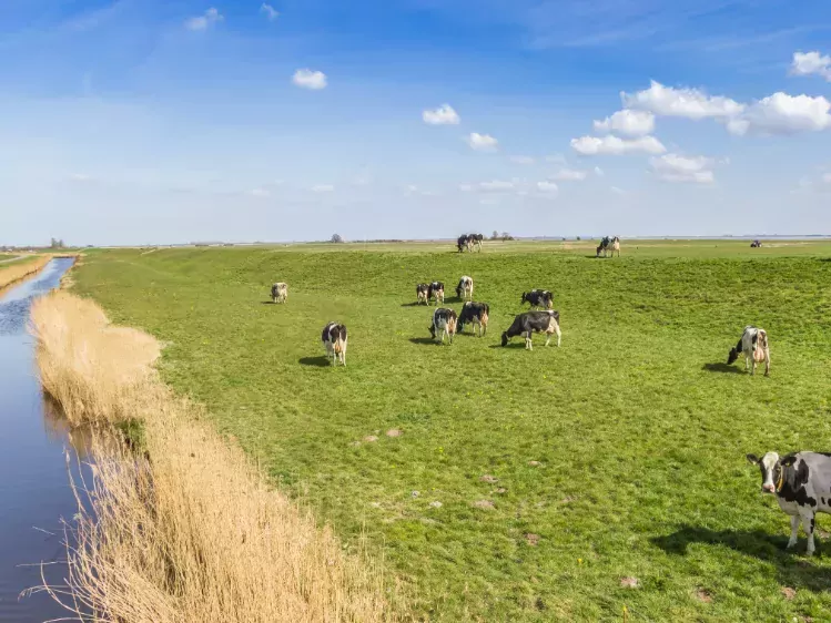 Koeien in Gaasterland