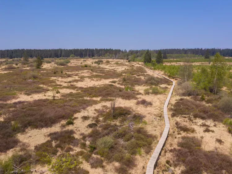 Houten pad in natuurgebied Hoge Venen in België
