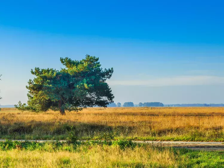 Dwingelderveld veenmoeras