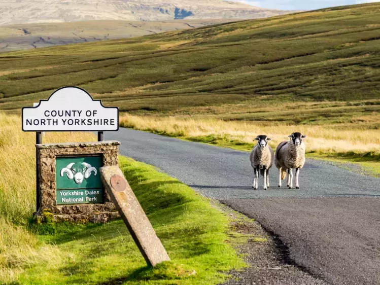 Schapen in Yorkshire Dales Nationaal Park