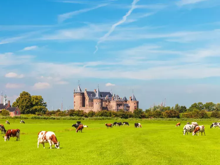 Koeien in het weiland bij Kasteel Muiderslot