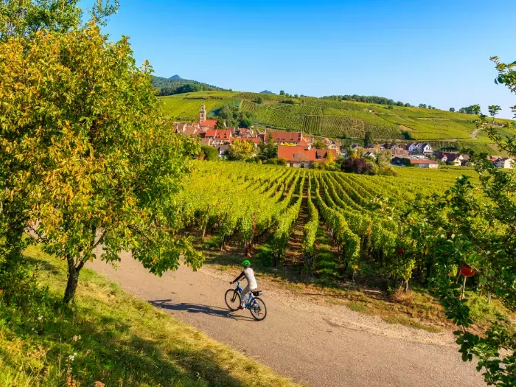 Fietser bij wijngaarden in Frankrijk