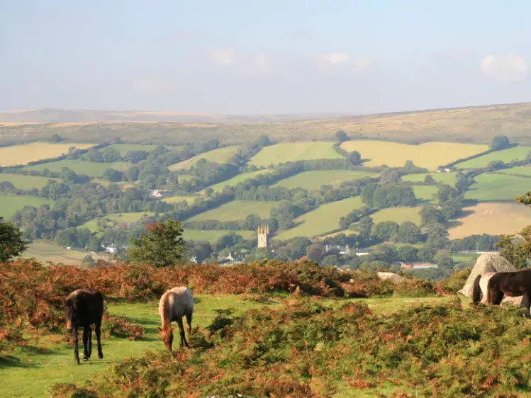 Paarden in Dartmoor National Park
