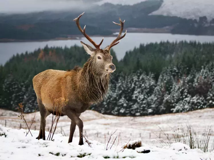 Edelhert in Trossachs Nationaal Park