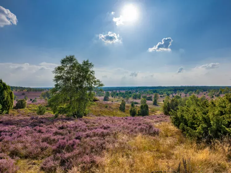 Natuurgebied Lüneburger Heide