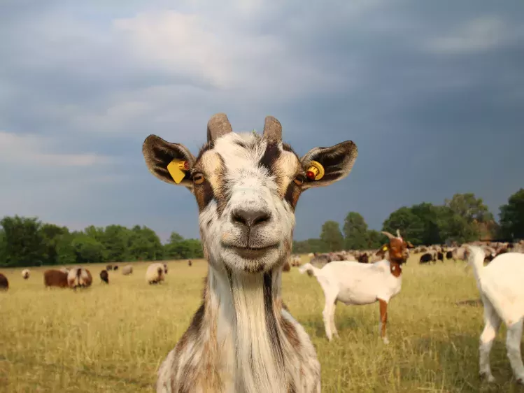 Geiten in natuurpark Lüneburger Heide