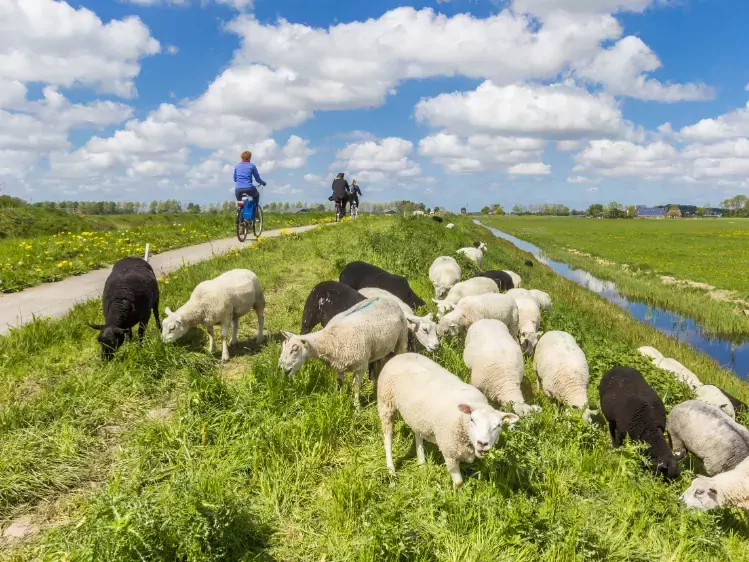 Fietsers in Groningen langs schapen