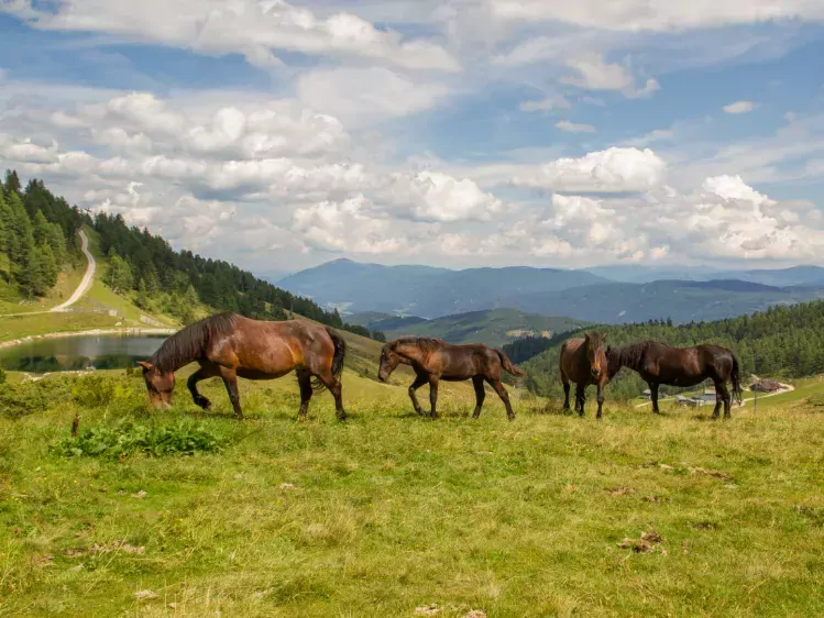 Paarden bij Speiereck in Salzburger Land
