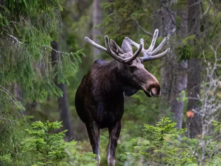 Eland in bos Smalandet Markaryds Algsafari, Zweden