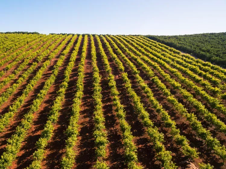 Sinaasappelbomen in de Algarve