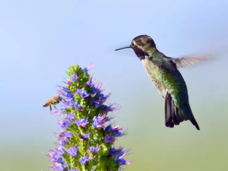 Flora en fauna Madeira