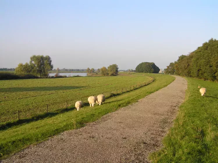 Schapen langs het fietspad