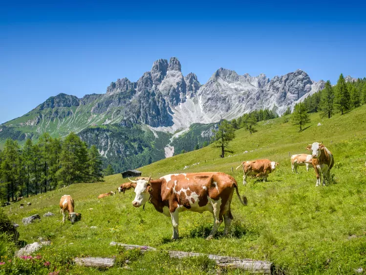 Koeien bij Salzburger Land