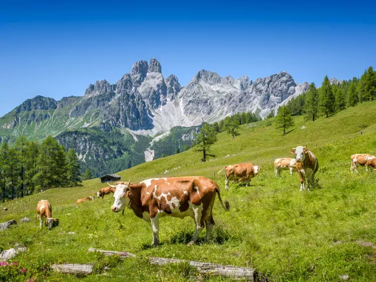 Koeien in Salzburger Land