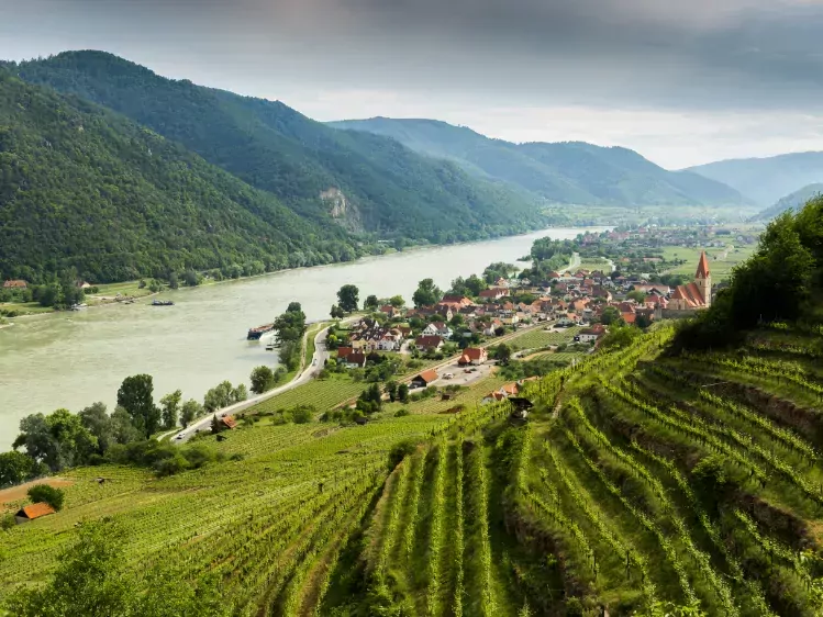 Wijngaarden bij rivier de Donau in Wachau