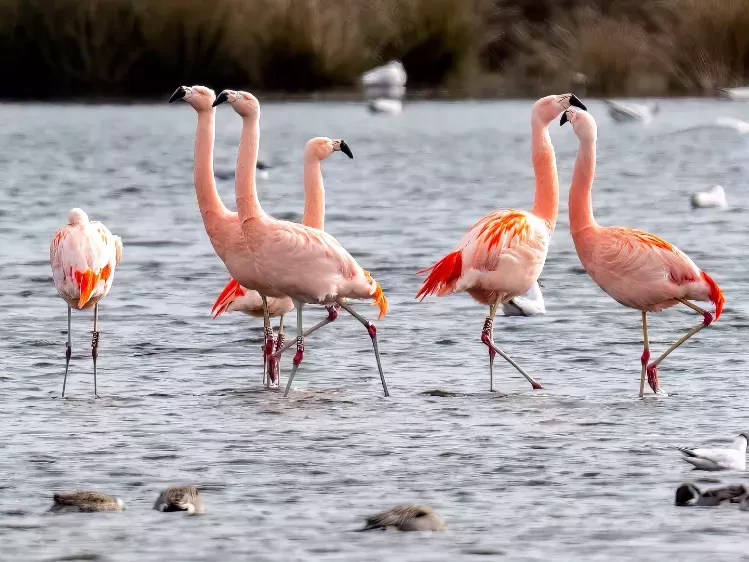 Flamingo's in Zwillbrocker Venn