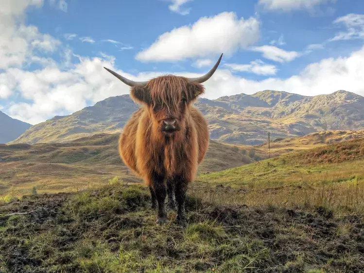 Schotse hooglander in de Trossachs in Schotland