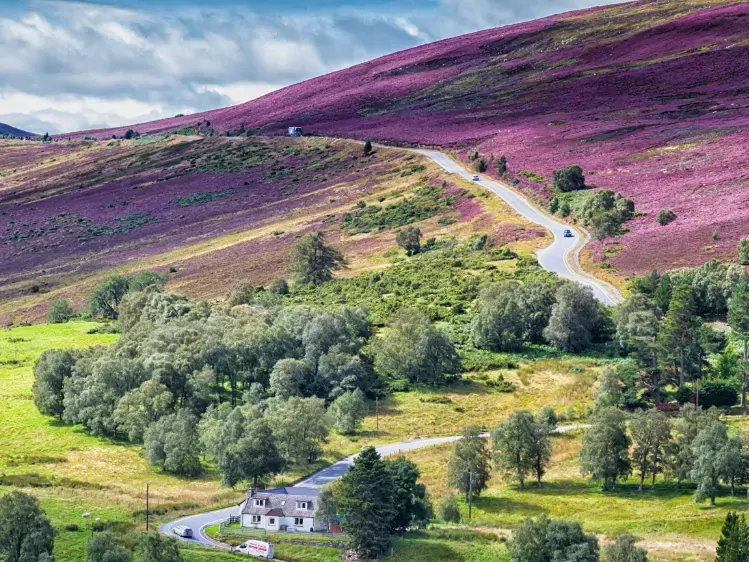 Paarse heide in Cairngorms National Park