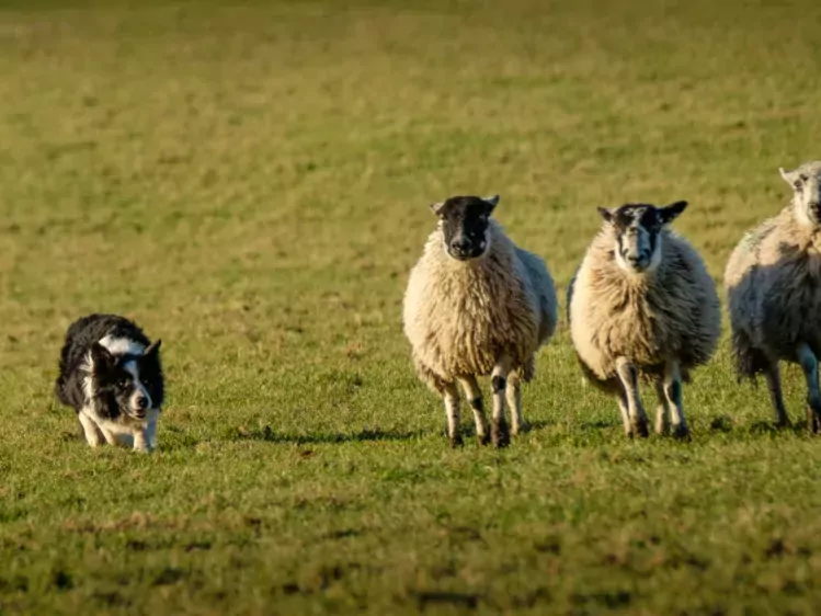 Sheepdog show in Schotland