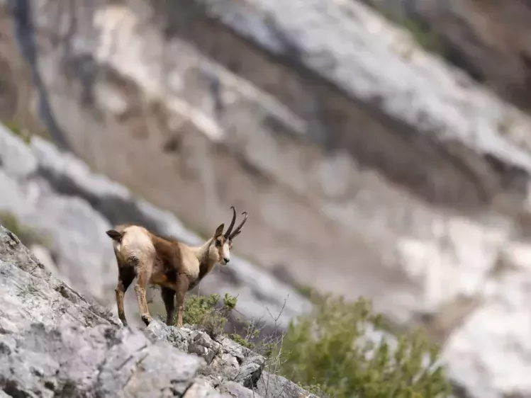 Gems op een rots in Oostenrijk