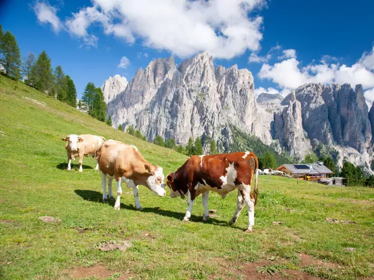 Koeien in de Dolomieten