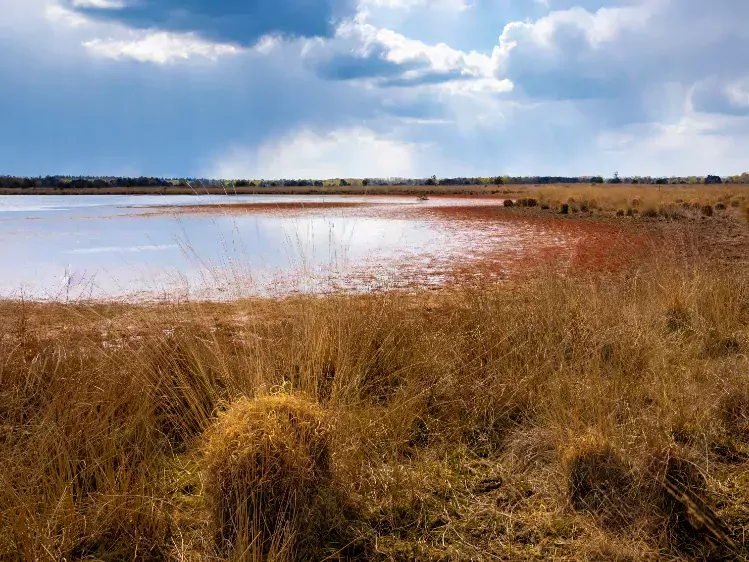 Strabrechtse heide in Heeze
