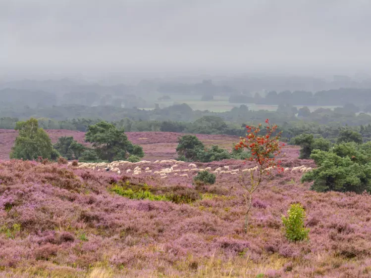 Schaapskudde in de heide van de Lemelerberg