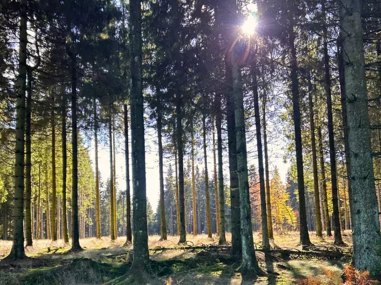 Oad Hartstocht - Sauerland wandeling