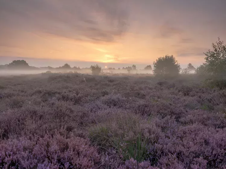 Paarse heide in Balloërveld in Drenthe