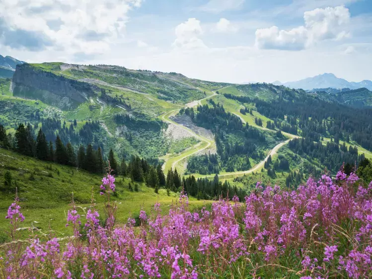 Roze bloemen bij Morzine in de Franse Alpen
