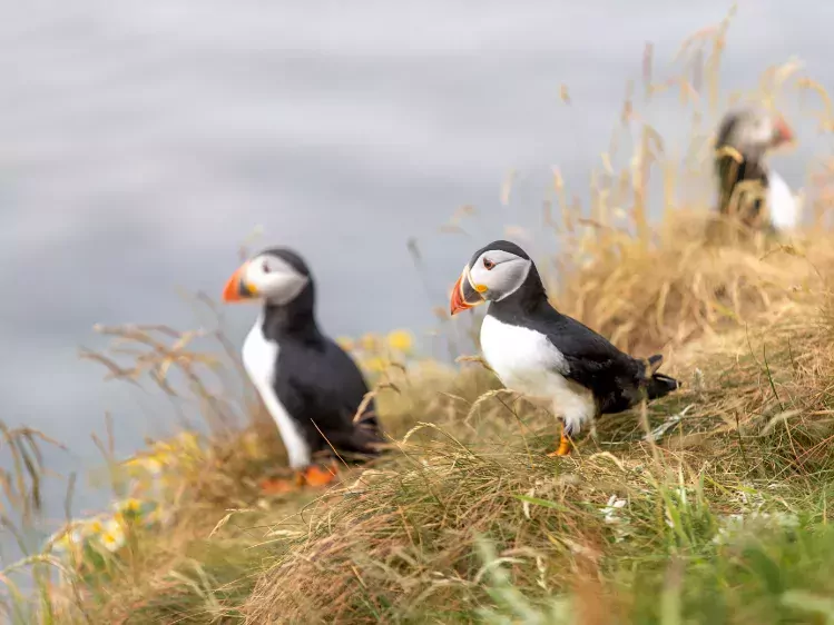 Papegaaiduikers op eiland Staffa