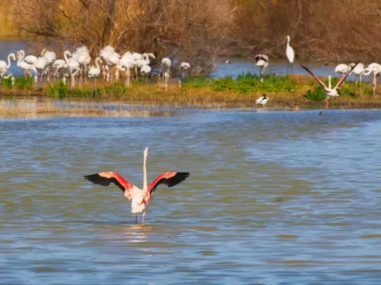 Flamingo's in natuurpark L'Emporda in Catalonië