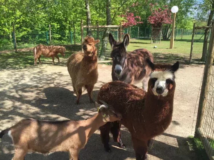 Campanile Val de France - Kinderboerderij 2