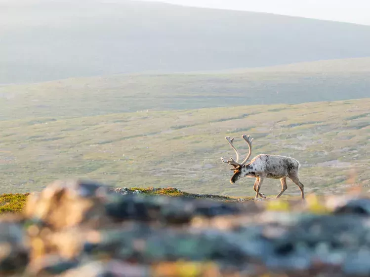 Rendier in Nationale Park Urho in Finland