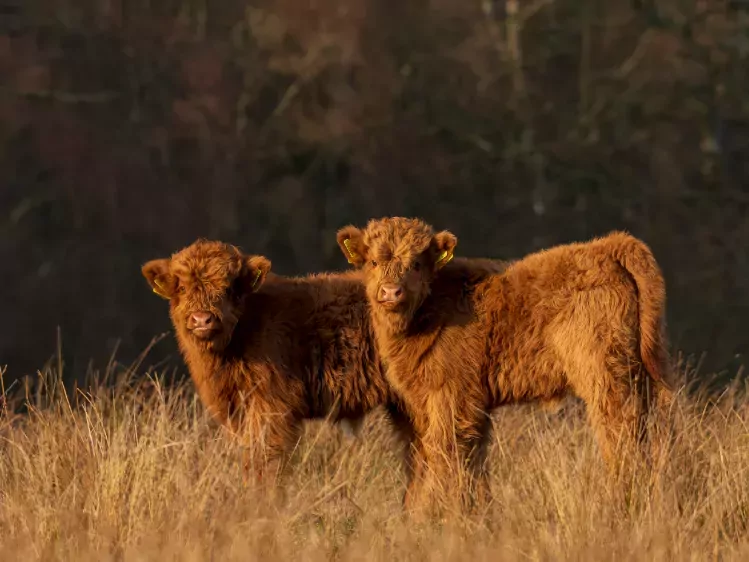 Schotse hooglanders in Nationaal Park Drentsche Aa