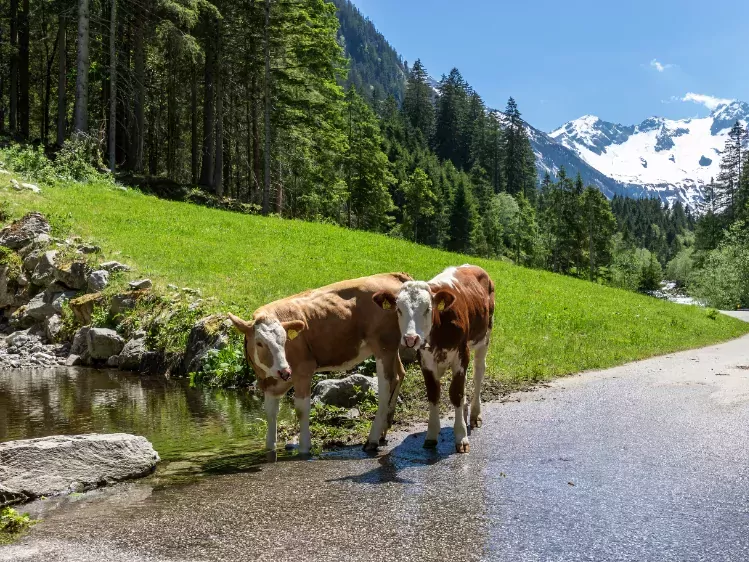 Koeien in de Alpen van Oostenrijk