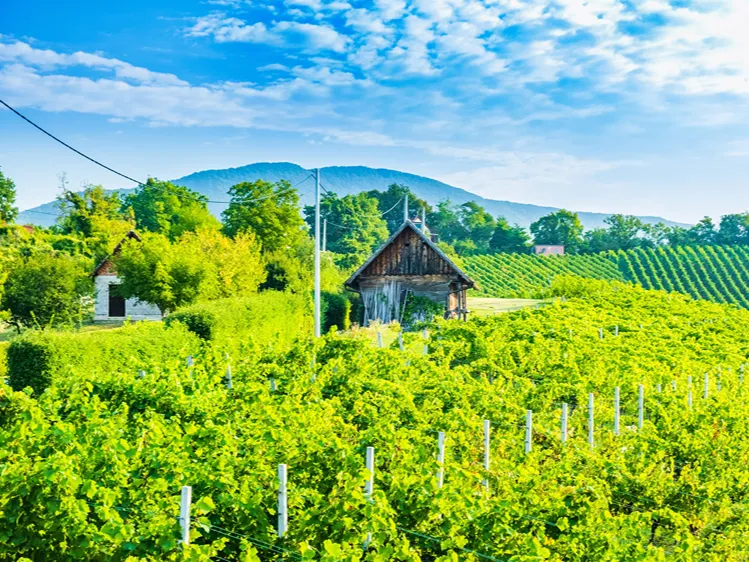 Kroatië - Istrië - Groznjan