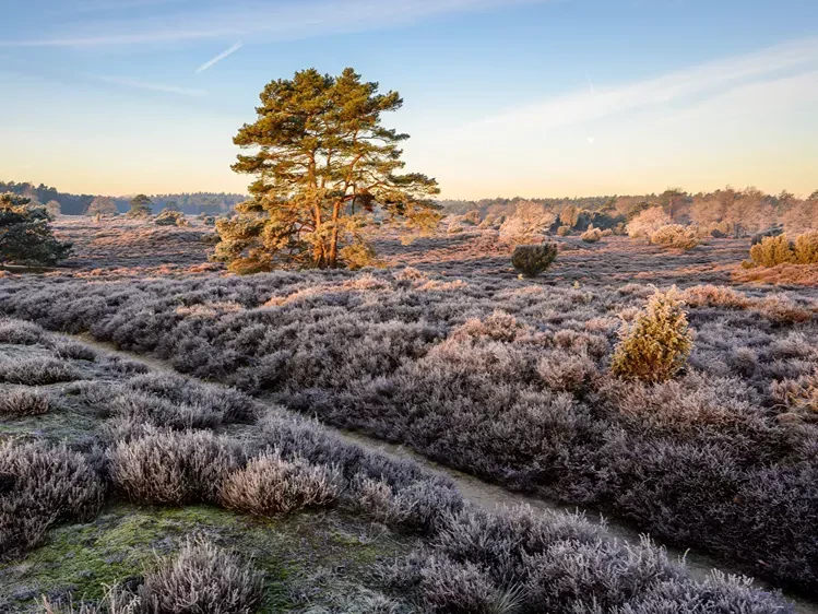 heide winter_2336543067.webp