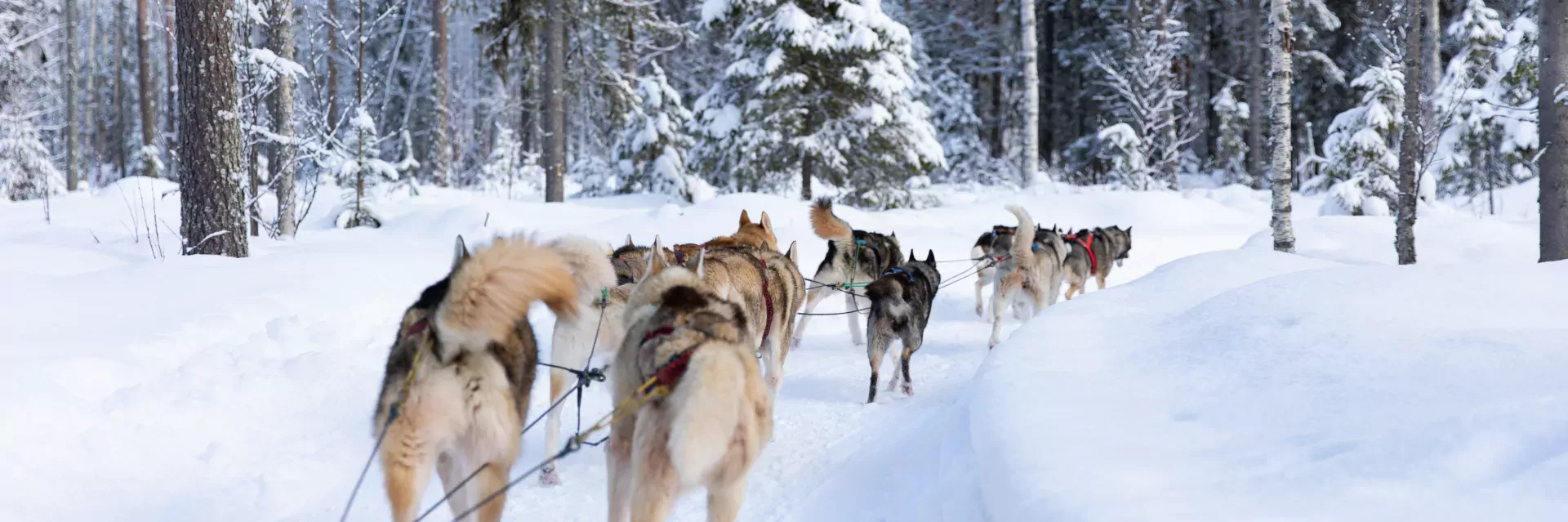syberische huskies in de sneeuw