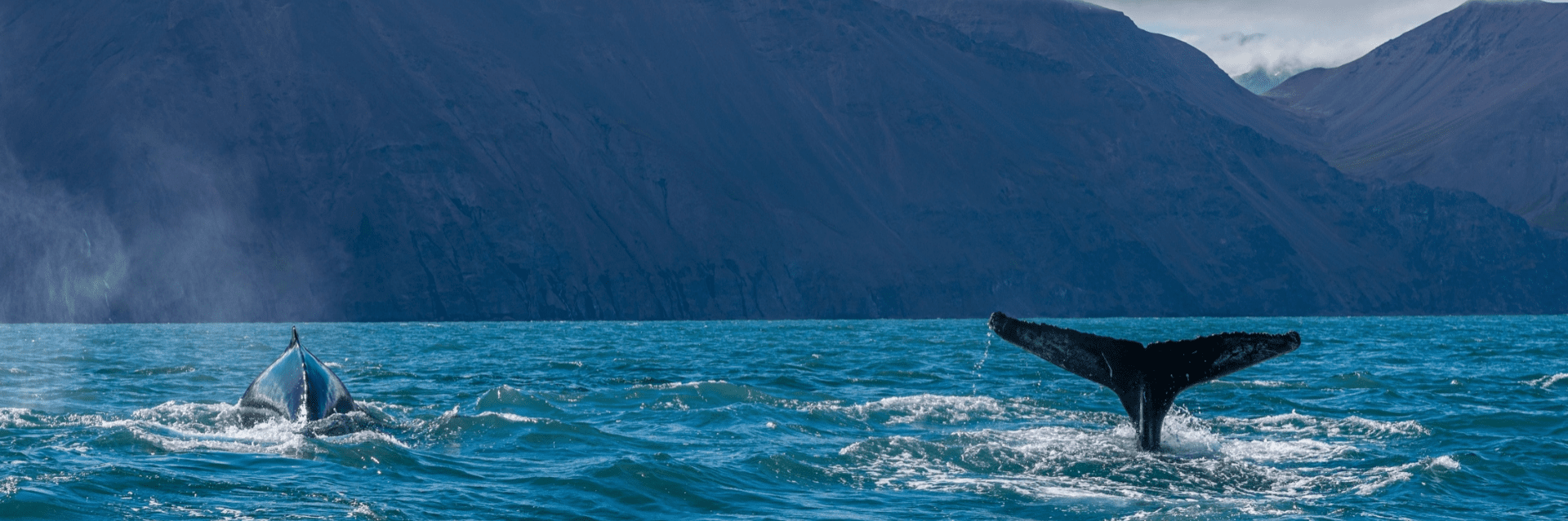 Walvissen zien IJsland