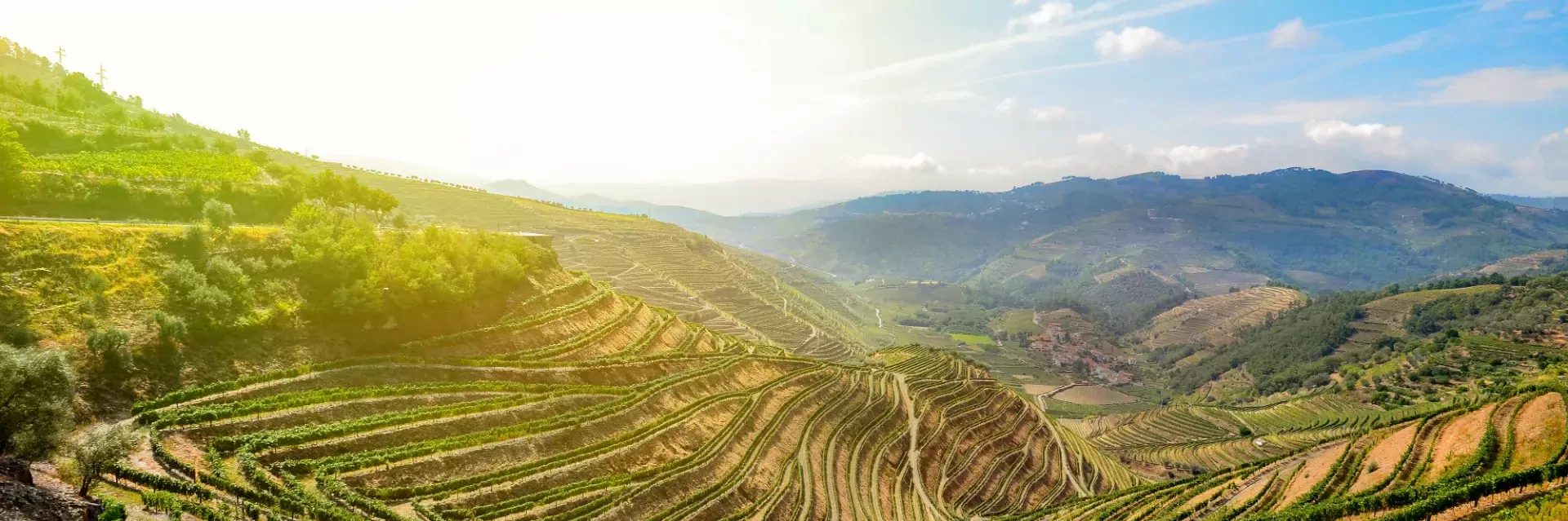 Wijngaarden in Douro vallei in Porto, Portugal